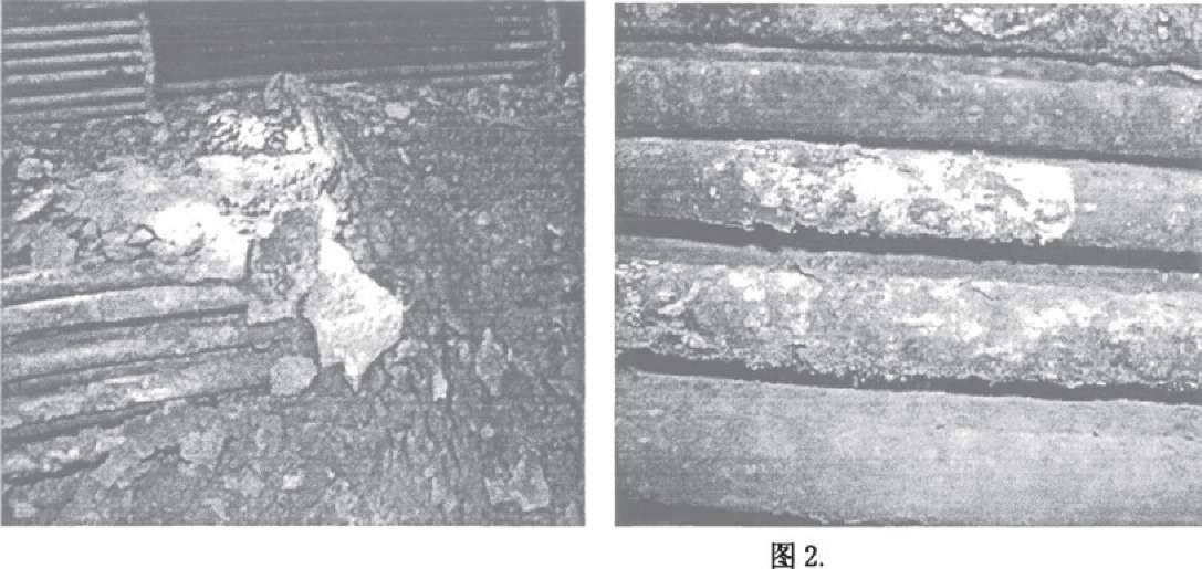 其腐燭形貌如圖2.1、2.2所示